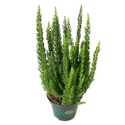 Besenheide SKYLINE®, Mischung Zufällig, Topf-Ø 6 Cm, 12er-Set -Garten Sicht Verkäufe 0664400083 Calluna Skyline Variante3 T6 4 116578