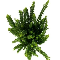 Besenheide SKYLINE®, Mischung Zufällig, Topf-Ø 6 Cm, 12er-Set -Garten Sicht Verkäufe 0664400083 Calluna Skyline Variante3 T6 5 116579