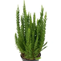Besenheide SKYLINE®, Mischung Zufällig, Topf-Ø 6 Cm, 12er-Set -Garten Sicht Verkäufe 0664400083 Calluna Skyline Variante3 T6 7 116580