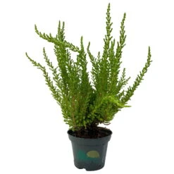 Besenheide SKYLINE®, Mischung Zufällig, Topf-Ø 6 Cm, 12er-Set -Garten Sicht Verkäufe 0664400083 Calluna Skyline Variante4 T6 3 116581