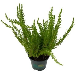 Besenheide SKYLINE®, Mischung Zufällig, Topf-Ø 6 Cm, 12er-Set -Garten Sicht Verkäufe 0664400083 Calluna Skyline Variante4 T6 5 116582