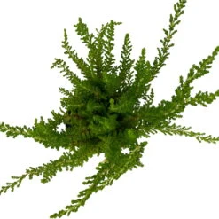 Besenheide SKYLINE®, Mischung Zufällig, Topf-Ø 6 Cm, 12er-Set -Garten Sicht Verkäufe 0664400083 Calluna Skyline Variante4 T6 6 116583