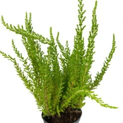 Besenheide SKYLINE®, Mischung Zufällig, Topf-Ø 6 Cm, 12er-Set -Garten Sicht Verkäufe 0664400083 Calluna Skyline Variante4 T6 7 116584