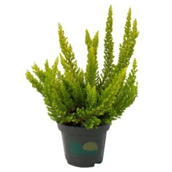 Besenheide SKYLINE®, Mischung Zufällig, Topf-Ø 6 Cm, 12er-Set -Garten Sicht Verkäufe 0664400083 Calluna Skyline Variante5 T6 2 116585