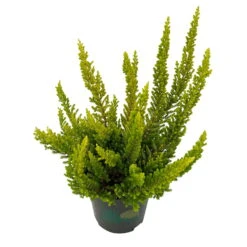 Besenheide SKYLINE®, Mischung Zufällig, Topf-Ø 6 Cm, 12er-Set -Garten Sicht Verkäufe 0664400083 Calluna Skyline Variante5 T6 4 116586