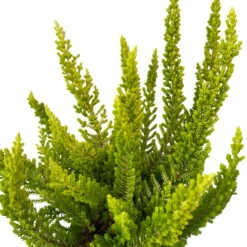 Besenheide SKYLINE®, Mischung Zufällig, Topf-Ø 6 Cm, 12er-Set -Garten Sicht Verkäufe 0664400083 Calluna Skyline Variante5 T6 6 116588