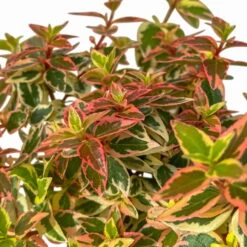 Abelie 'Lady Peach', Buntlaubig, Mini, Topf-Ø 6 Cm, 12er-Set -Garten Sicht Verkäufe 0664400088 Abelia grandiflora Lady Peach buntlaubig Mini T6 12er Set 6 2a 116210