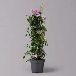 Pandorea, Weiß Bis Rosa Zufällig, Pyramide, Topf-Ø 19 Cm, Höhe Ca. 70 Cm -Garten Sicht Verkäufe 0670100390 Pandorea jasminoides T19 2163 Pyramide in Farben H70 dunkelrosa 2 120826