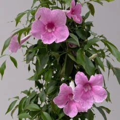 Pandorea, Weiß Bis Rosa Zufällig, Pyramide, Topf-Ø 19 Cm, Höhe Ca. 70 Cm -Garten Sicht Verkäufe 0670100390 Pandorea jasminoides T19 2163 Pyramide in Farben H70 dunkelrosa 3 120830