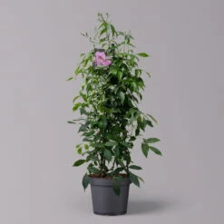 Pandorea, Weiß Bis Rosa Zufällig, Pyramide, Topf-Ø 19 Cm, Höhe Ca. 70 Cm