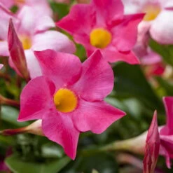 Dipladenie Rosa, Busch, Topf-Ø 13/14 Cm, 3er-Set -Garten Sicht Verkäufe 0670110015 0670110022 0670110028 0670110053 0670110127 0670110133 0670110139 0670110163 0670110156 0670110211 0670110217 Dipladenia Busch rosa 76808