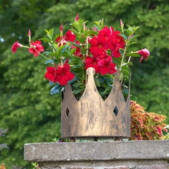 Dipladenie Rot, Busch, Topf-Ø 13/14 Cm, 3er-Set -Garten Sicht Verkäufe 0670110160 0670110216 Dipladenia Busch rot 75908