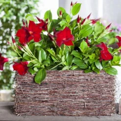 Dipladenie Rot, Busch, Topf-Ø 13/14 Cm, 3er-Set -Garten Sicht Verkäufe 0670110210 0670110216 Dipladenia Busch rot 75911