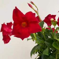 Dipladenie Rot, Busch, Topf-Ø 13/14 Cm, 3er-Set -Garten Sicht Verkäufe 0670110216 Dipladenia Busch rot 3er Set 4 111028