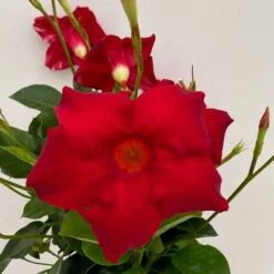 Dipladenie Rot, Busch, Topf-Ø 13/14 Cm, 3er-Set -Garten Sicht Verkäufe 0670110216 Dipladenia Busch rot 3er Set 5 111027