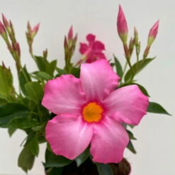 Dipladenie Rosa, Busch, Topf-Ø 13/14 Cm, 3er-Set -Garten Sicht Verkäufe 0670110217 Dipladenia Busch rosa 3er Set 4 111029