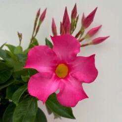 Dipladenie Rosa, Busch, Topf-Ø 13/14 Cm, 3er-Set -Garten Sicht Verkäufe 0670110217 Dipladenia Busch rosa 3er Set 5 111030