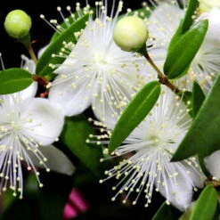 Myrte Weiß, Stamm, Topf-Ø 19 Cm -Garten Sicht Verkäufe 0670200102 0670200103 0670200105 0670200111 Myrtus microphylla T19 Stamm 109764 2