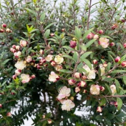 Myrte Weiß, Stamm, Topf-Ø 19 Cm -Garten Sicht Verkäufe 0670200102 Myrtus microphylla T19 8 112227