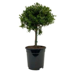 Myrte Weiß, Stamm, Topf-Ø 17 Cm, Höhe Ca. 35 Cm