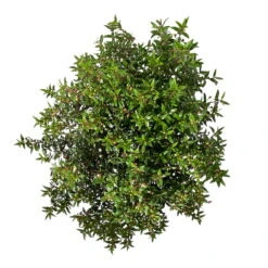 Myrte Weiß, Busch, Topf-Ø 19 Cm, Höhe Ca. 35 Cm -Garten Sicht Verkäufe 0670200105 Myrtus microphylla T19 Busch 6 109783