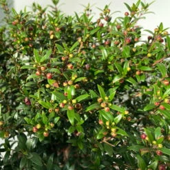 Myrte Weiß, Busch, Topf-Ø 19 Cm, Höhe Ca. 35 Cm -Garten Sicht Verkäufe 0670200105 Myrtus microphylla T19 Busch 8 109725