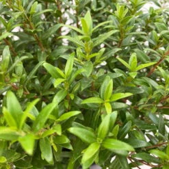 Myrte Weiß, Stamm, Topf-Ø 22 Cm -Garten Sicht Verkäufe 0670200111 Myrtus microphylla Busch T15 2er Set 10 109728