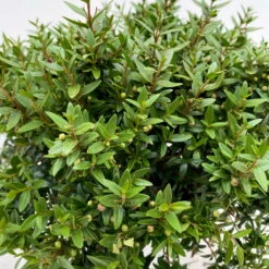 Myrte Weiß, Stamm, Topf-Ø 22 Cm -Garten Sicht Verkäufe 0670200111 Myrtus microphylla Busch T15 2er Set 3 109729