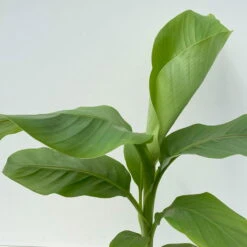 Bananenpflanze, Topf-Ø 17 Cm, Höhe Ca. 60 Cm, 2er-Set -Garten Sicht Verkäufe 0680100202 0680100219 Musa basjo 6 111828