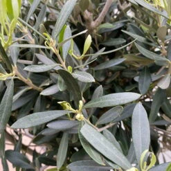 Olivenbaum, Stämmchen, Topf-Ø Ca. 32 Cm, Höhe Ca. 140 Cm -Garten Sicht Verkäufe 0680200020 Koelle Olea europaea Stamm T33 4 90761