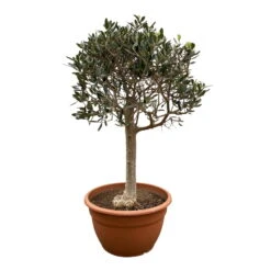 Olivenbaum 'Bonsai', Stämmchen, Topf-Ø 40 Cm