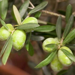 Olivenbaum, Stämmchen, Topf-Ø 19 Cm, Höhe Ca. 90 Cm -Garten Sicht Verkäufe 0680200048 0680200051 0680200054 0680200057 0680200061 0680200075 Koelle Olea europaea Busch1 76776 8