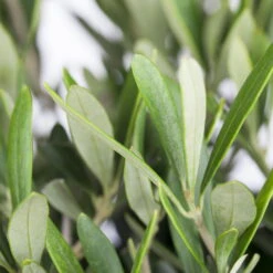 Olivenbaum 'Bonsai', Topf-Ø 20 Cm, Höhe Ca. 45 Cm -Garten Sicht Verkäufe 0680200048 0680200051 0680200054 0680200057 0680200061 0680200075 Koelle Olea europaea Busch 76777 15