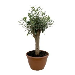 Olivenbaum 'Bonsai', Stämmchen, Topf-Ø 25 Cm, Höhe Ca. 110 Cm