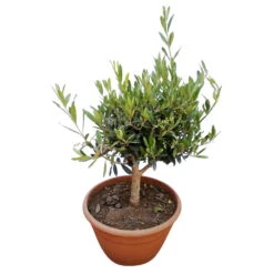 Olivenbaum 'Bonsai', Topf-Ø 25 Cm, Höhe Ca. 55 Cm -Garten Sicht Verkäufe 0680200048 Koelle Olea europaea Schale T25 2 78685