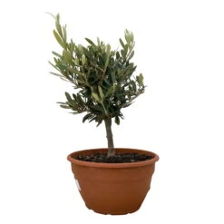 Olivenbaum 'Bonsai', Topf-Ø 20 Cm, Höhe Ca. 45 Cm -Garten Sicht Verkäufe 0680200051 Koelle Olea europaea Schale Bonsai 1 110027