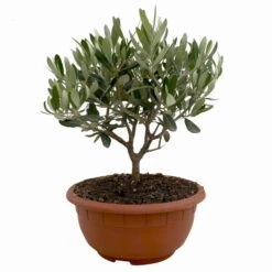 Olivenbaum 'Bonsai', Topf-Ø 20 Cm, Höhe Ca. 45 Cm -Garten Sicht Verkäufe 0680200051 Olea europaea Schale T20 Bonsai 1 114177