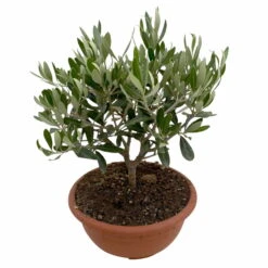 Olivenbaum 'Bonsai', Topf-Ø 20 Cm, Höhe Ca. 45 Cm -Garten Sicht Verkäufe 0680200051 Olea europaea Schale T20 Bonsai 3 114178