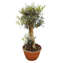 Olivenbaum 'Bonsai', Topf-Ø 30 Cm, Höhe Ca. 70 Cm