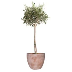 Olivenbaum, Stamm, Topf-Ø 22 Cm, Höhe Ca. 100 Cm -Garten Sicht Verkäufe 0680200069 Koelle Olea europea Stamm T22 H100 78560