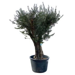 Olivenbaum, Stamm, Topf-Ø Ca. 60 Cm, Höhe Mind. 170 Cm -Garten Sicht Verkäufe 0680200104 Koelle Olea europaea Bonsai 7 109383