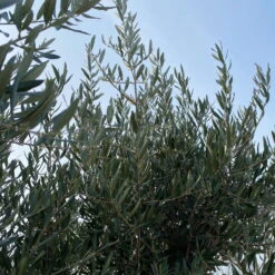 Olivenbaum, Stamm, Topf-Ø Ca. 60 Cm, Höhe Mind. 170 Cm -Garten Sicht Verkäufe 0680200104 Koelle Olea europaea Bonsai 9 109302