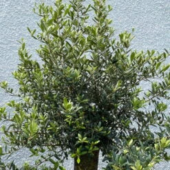 Olivenbaum 'Florida', Stamm, Topf-Ø Ca. 50 Cm, Höhe Ca. 170 Cm -Garten Sicht Verkäufe 0680200116 Koelle Olea europaea T50 Stamm Florida 6 111437