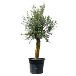 Olivenbaum 'Florida', Stamm, Topf-Ø Ca. 50 Cm, Höhe Ca. 170 Cm -Garten Sicht Verkäufe 0680200116 Koelle Olea europaea T50 Stamm Florida 8 111593
