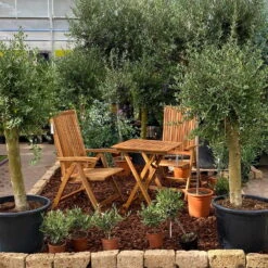 Olivenbaum 'Florida', Stamm, Topf-Ø Ca. 33 Cm, Höhe Ca. 150 Cm -Garten Sicht Verkäufe 0680200116 Koelle Olea europaea T65 Florida 9 94740 1