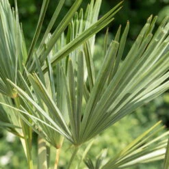 Hanfpalme, Topf-Ø 22 Cm, Höhe Ca. 60-70 Cm -Garten Sicht Verkäufe 0680300013 0680300032 0680300137 0680300048 Trachycarpus fortuneii T24 H60 1 78542