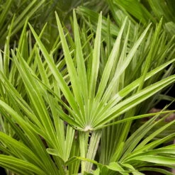 Chamaerops Humilis, Topf-Ø 22 Cm, Höhe Ca. 70 Cm -Garten Sicht Verkäufe 0680300018 0680300116 0680300138 Chamaerops humilis 1 78543