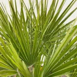 Chamaerops Humilis, Topf-Ø 35 Cm, Höhe Ca. 100-120 Cm -Garten Sicht Verkäufe 0680300037 Chamaerops humilis T35 3 90760 2