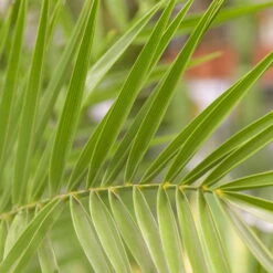 Dattelpalme, Topf-Ø 20/22 Cm, Höhe Ca. 100 Cm -Garten Sicht Verkäufe 0680300045 0680300059 Phoenix canariensis 78544 4