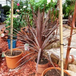 Keulenlilie 'Red Star' Rotlaubig, Topf-Ø 17/19 Cm, Höhe Ca. 60 Cm -Garten Sicht Verkäufe 0680300112 Cordyline australis Busch Red Star 111026